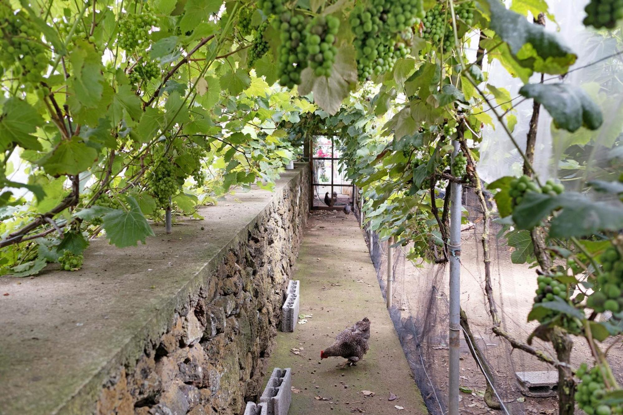 Angra do Heroísmo Casa Das Rosas מראה חיצוני תמונה